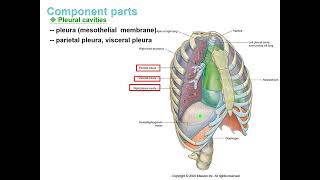 【大體解剖學】 胸腔Thorax1Thoracic WallPleural Cavity 20211006 長庚大學 中醫醫學 大三上 [upl. by Des]