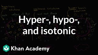 Hypotonic isotonic and hypertonic solutions tonicity  Khan Academy [upl. by Nileuqcaj]