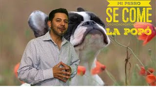 Porque Mi perro se come su POPO y la CACA de los demás  COPROFAGIA cómo hago para no coma heces [upl. by Harlie429]