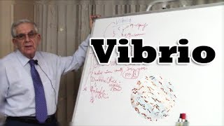 Vibrio Gramnegative bacteria  بكتيريا الضمة البكتيريا السالبة لصبغة جرام [upl. by Yoshi]