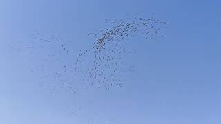 Demoiselle crane Khichan village Rajasthan feeding ground [upl. by Gerardo]