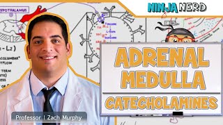 Endocrinology  Adrenal Medulla  Catecholamines [upl. by Anatollo]