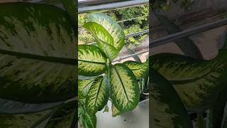 Dieffenbachia Plant care  Dumb cane plant Propagation youtubeshorts ytshorts plantcare [upl. by Toille]