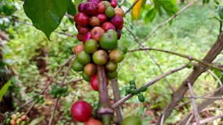 How to Grow Coffee Successfully as a Beginner in Northern Uganda 20 Years of Coffee Farming Wisdom [upl. by Bang]