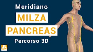 Meridiano della MilzaPancreas  Percorso in 3D punto per punto [upl. by Nerrad542]