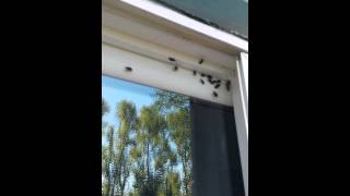 Boxelder Bug amp Stink Bug Infestation Oregon [upl. by Broome532]