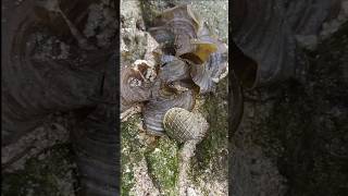 Marine biodiversityExploring Andaman😍shortsfeed nature [upl. by Naesar651]