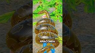 What If An Anaconda Swallows Youshorts [upl. by Caye129]