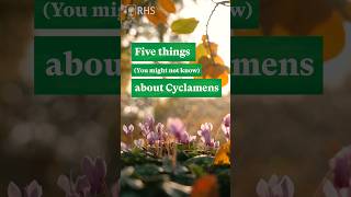 5 things you might not know about Cyclamen rhs flower gardening [upl. by Monte]