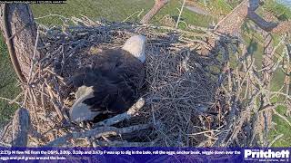 Southwest Florida Eagle Cam  Cam 4K [upl. by Cash287]