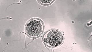 Interacting sperm and egg [upl. by Janos609]