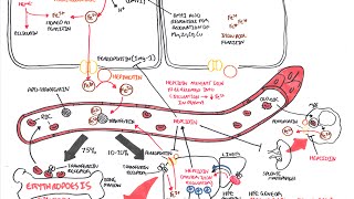 Iron Physiology [upl. by Eremahs]