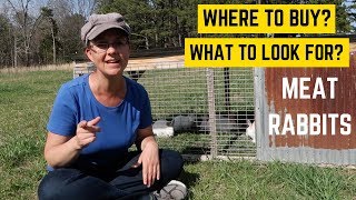 Where to Buy Meat Rabbits Breeders amp What to Look For [upl. by Percival557]