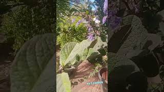 Tree petrea rarevariety plants flowers instagram trending shorts video 1million subscribe [upl. by Beaner]