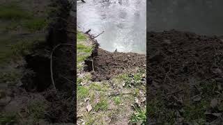 Was für ein Glück  Hochwasser reißt Baum weg [upl. by Darlleen]