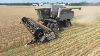 Relay Intercropping Wheat Harvest 2020 [upl. by Asin]