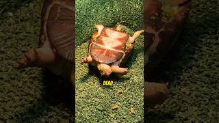 My New Turtle Died😭😭 aquarium aquaticpets freshwaterfish fish [upl. by Alida]