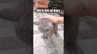 British Shorthair Cat Is Cute Im Angry trending britishshorthair catvideos fyp comedy [upl. by Llertnad]