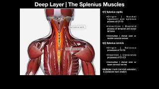 True Back Muscles  The Splenius amp Erector Spinae Groups [upl. by Aiuqes]