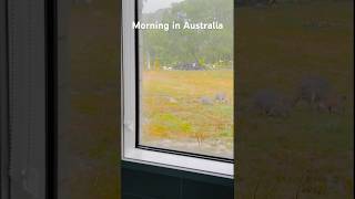 morning rain home backyard kangaroo brisbane mallu australia [upl. by Gnaht]