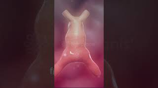 Incredible Heart formation 1st Heartbeat💖  Heart Embryology 3D heart pregnancy baby animation [upl. by Ayotel]