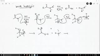 mechanism of amide hydrolysis [upl. by Relyt]