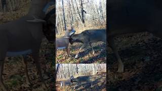 Buck Smashes Decoy [upl. by Curr]