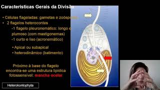 Heterokonthophyta  Parte 1 [upl. by Akinajnat]
