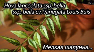 Hoya lanceolata ssp bella cv Variegata Louis Buis мелкая шалунья [upl. by Audwin]