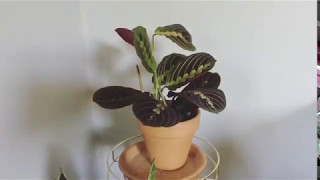 Maranta Prayer Plant Timelapse [upl. by Lyons]