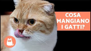 5 TIPI di CIBI per GATTI 🐱🥩 Cosa MANGIA un GATTO [upl. by Gelya988]