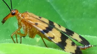 Scorpion fly facts habits behavior [upl. by Eiryt989]