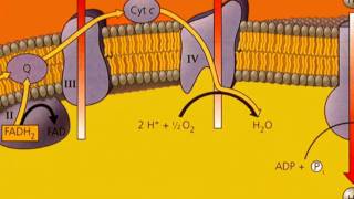 Oxidative Phosphorylation [upl. by Mikkel]