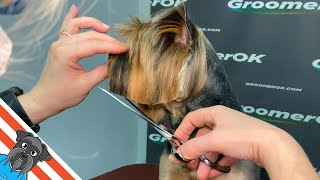 Perfectly Behaved Yorkie  A Stunning Grooming Transformation [upl. by Loleta]