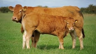 Cattle for sale at the Hartlaw Limousin dispersal Borderway Mart Carlisle September 14th 2013 [upl. by Petty]