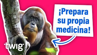 Un orangután deja perplejos a los científicos al preparar su propia medicina  Twig Science Reporter [upl. by Tirzah]