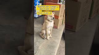 La máquina de chambear necesita descansar 😔 fyp viralshorts viralvideo funny humor [upl. by Aerdnaz]