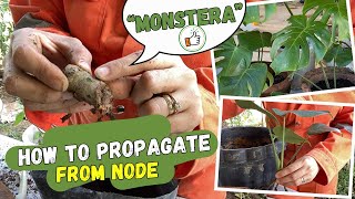 How to Propagate Monstera Plant From a Node [upl. by Asillim]