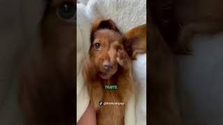 5 Things You Didn’t Know About Dachshunds 🐾🐕 Dachshunds DogFacts PetLovers pets shorts [upl. by Einavoj202]