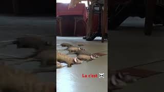 🐀 linvasion 🤣🤣🤣 shorts humour comedie sketch [upl. by Ahaelam]