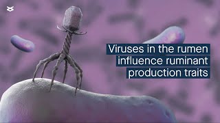 Microbial viruses influence the rumen microbial ecosystem and correlate with animal productivity [upl. by Akelam]