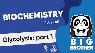 Glycolysis part 1 [upl. by Beck]