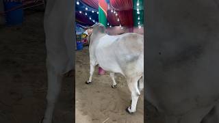 Most Beautiful amp Aggressive Cow From PATHAN CATTLE FARM🔥bakraeidspecial shorts trending vlogyt [upl. by Aleina]