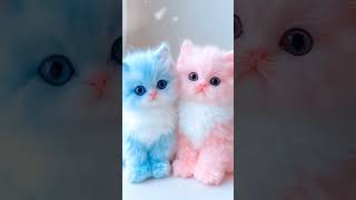 O mere buggu oye whatsapp status cats kittens [upl. by Elberfeld712]