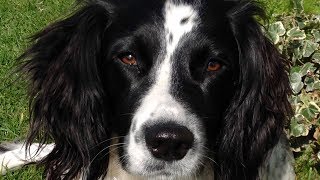 Why To Get An English Springer Spaniel [upl. by Naes547]