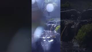 The Hanging Waterfalls nature waterfall meditationmusic relaxingmusic terrarium miniature [upl. by Ahsekal]