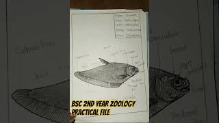 Bsc 2nd year zoology practical file Short video [upl. by Gausman456]