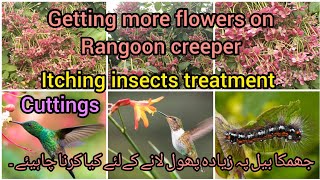 how to get more flowers on Rangoon creepercuttingsinsects treatmentGrow green 445 [upl. by Hole]