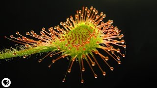 4 DEADLY Carnivorous Plants [upl. by Garap717]