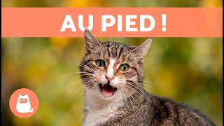 Miaulements pour ATTIRER LES CHATS 🐱🔊 Bruits pour que votre chat VIENNE [upl. by Mcgannon364]